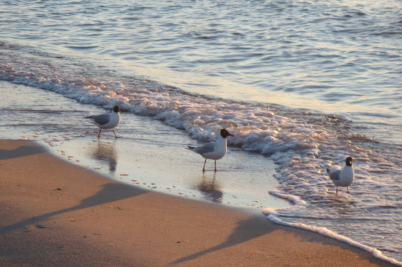 Young gulls on the sand in Międzywodzie